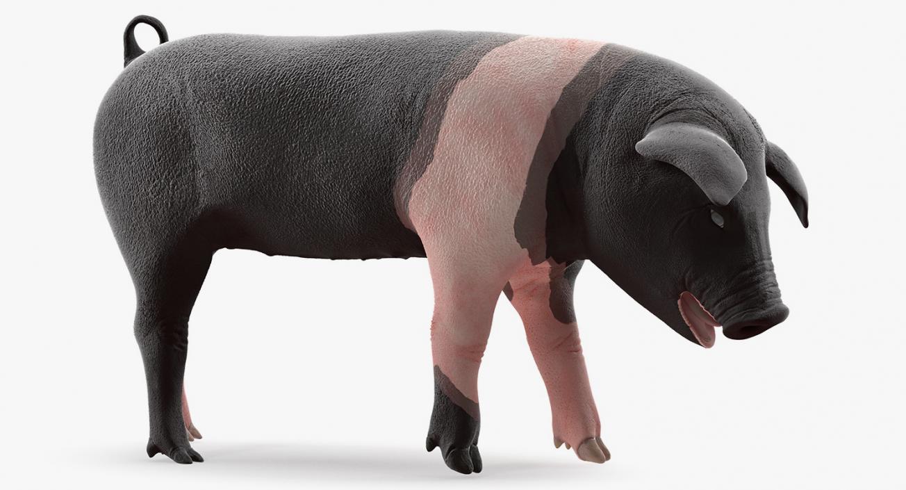 Hampshire Pig Piglet Standing Pose 3D model