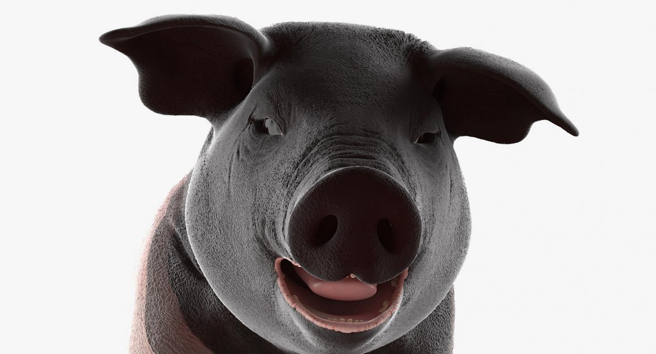 Hampshire Pig Piglet Standing Pose 3D model