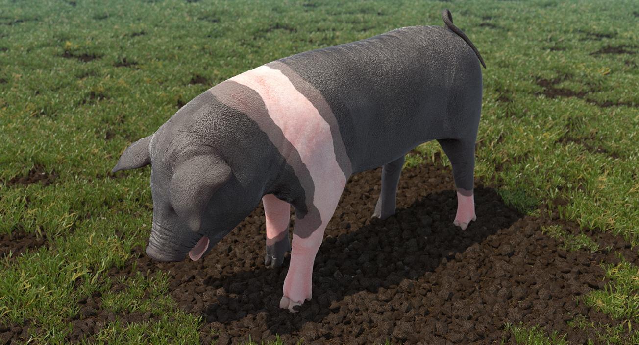 Hampshire Pig Piglet Standing Pose 3D model