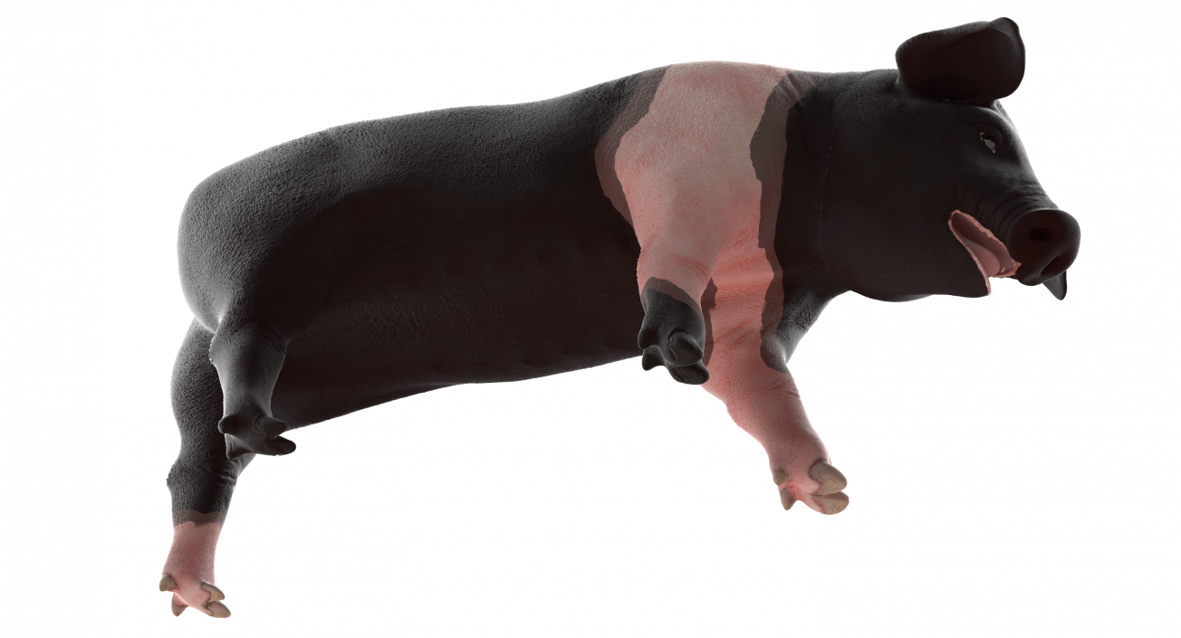 Hampshire Pig Piglet Standing Pose 3D model