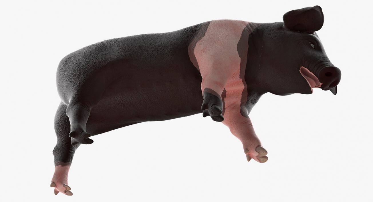 Hampshire Pig Piglet Standing Pose 3D model