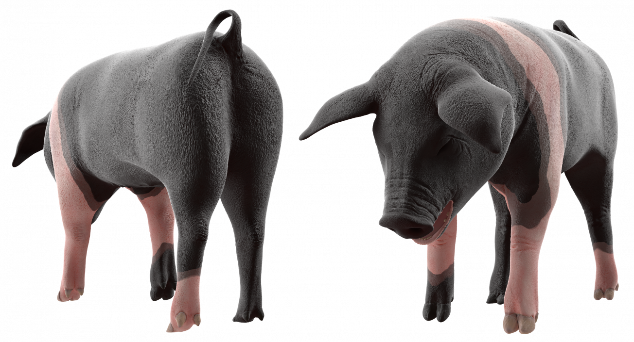 Hampshire Pig Piglet Standing Pose 3D model