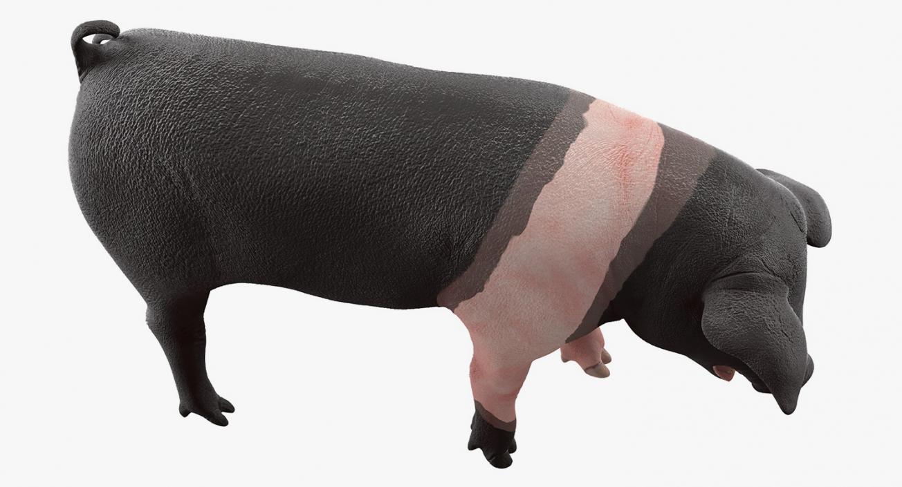 Hampshire Pig Piglet Standing Pose 3D model