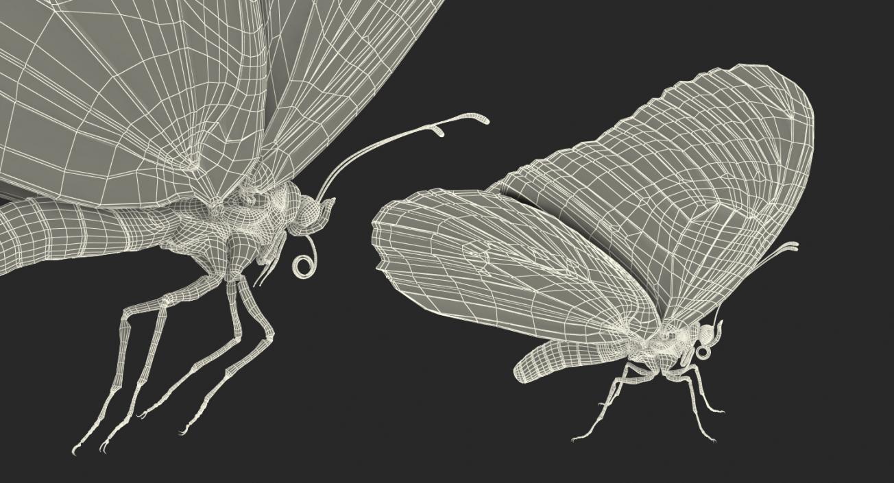 Monarch Butterfly Rigged 3D model