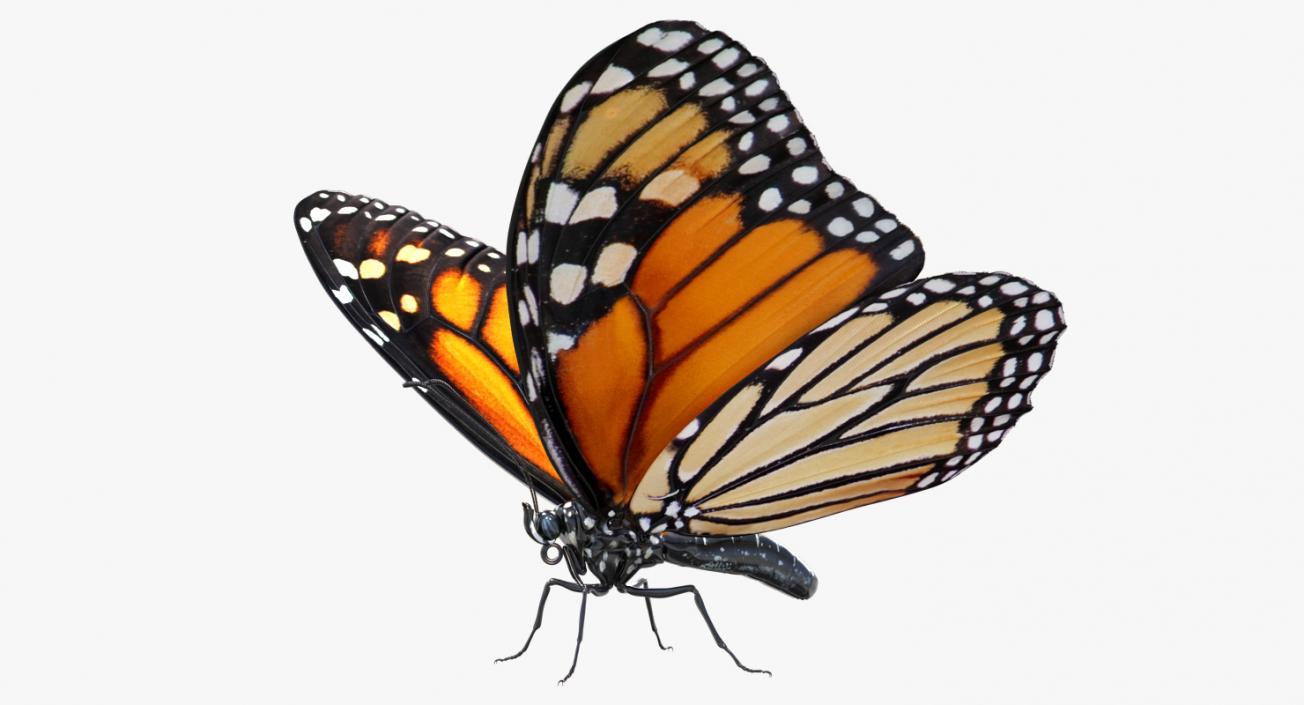 Monarch Butterfly Rigged 3D model