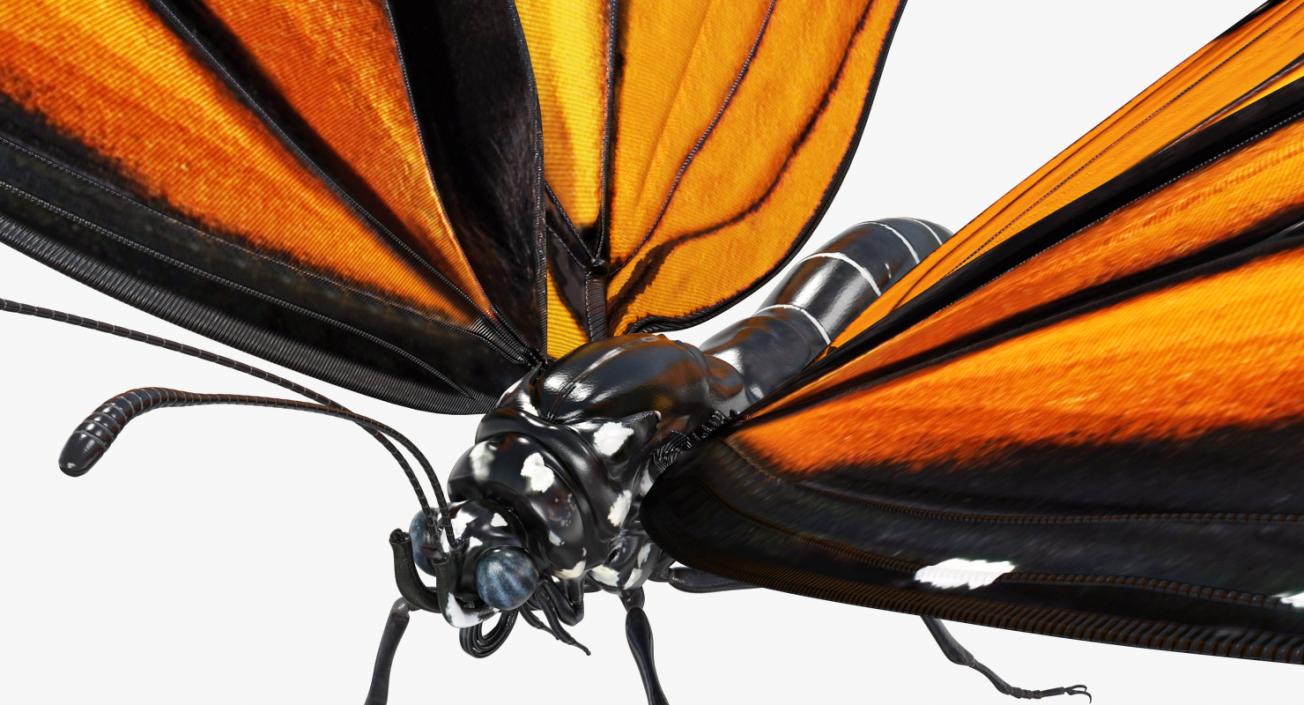 Monarch Butterfly Rigged 3D model