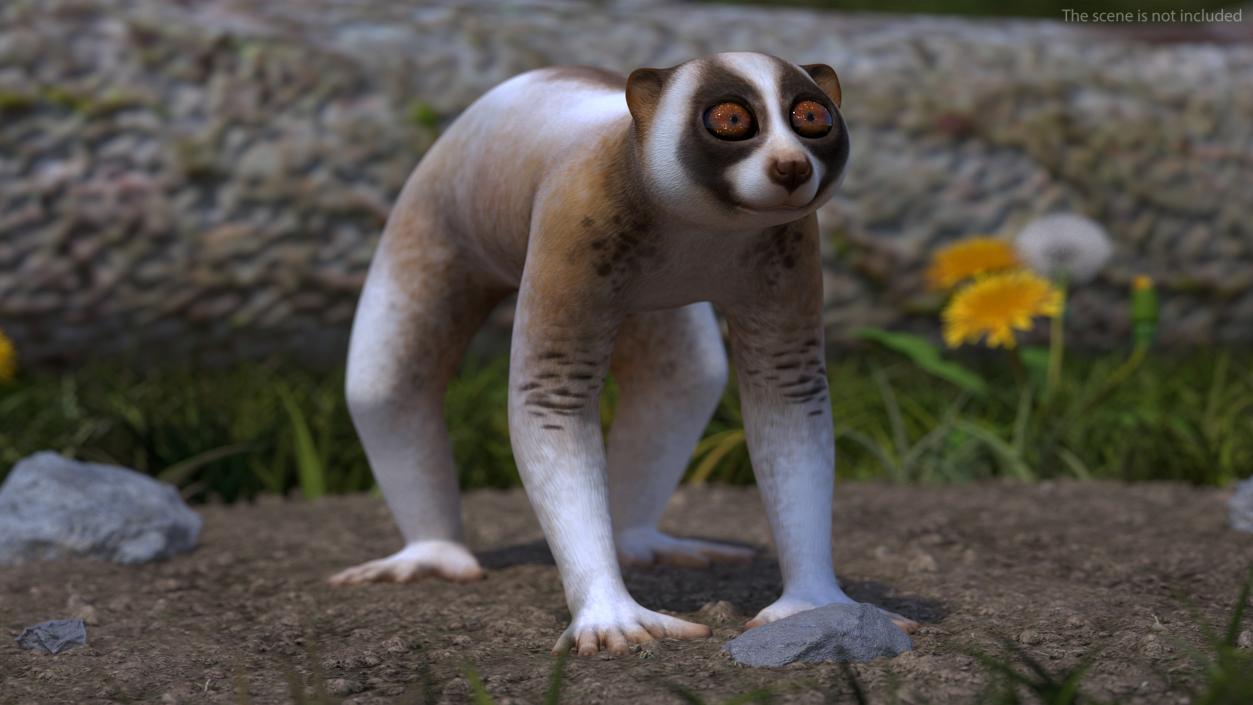 Bengal Slow Loris 3D