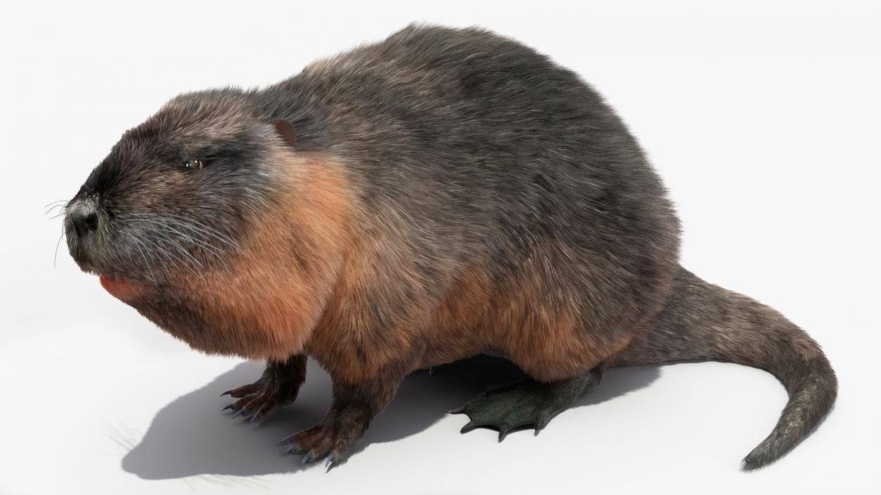 3D Nutria in a Sitting Pose Fur model