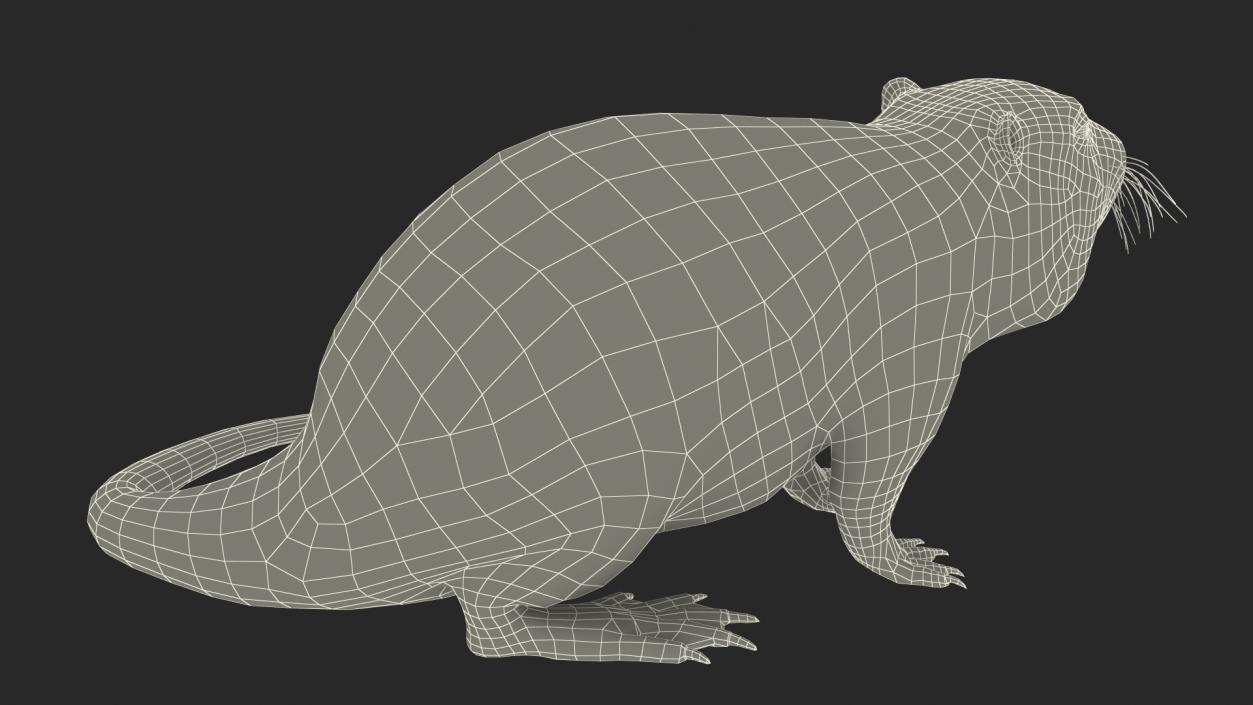 3D Nutria in a Sitting Pose Fur model