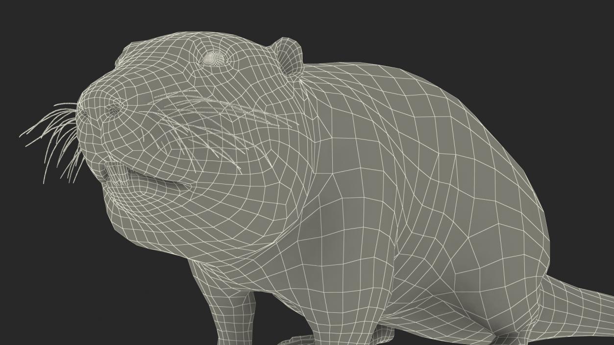 3D Nutria in a Sitting Pose Fur model