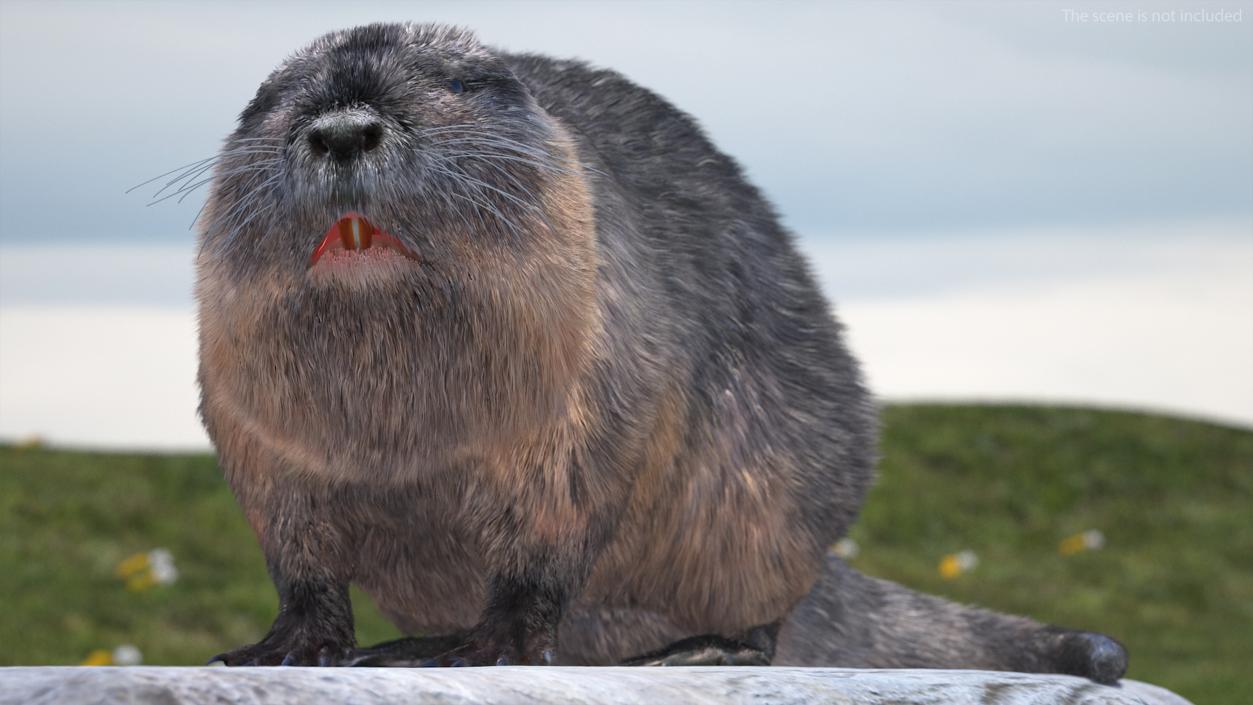 3D Nutria in a Sitting Pose Fur model