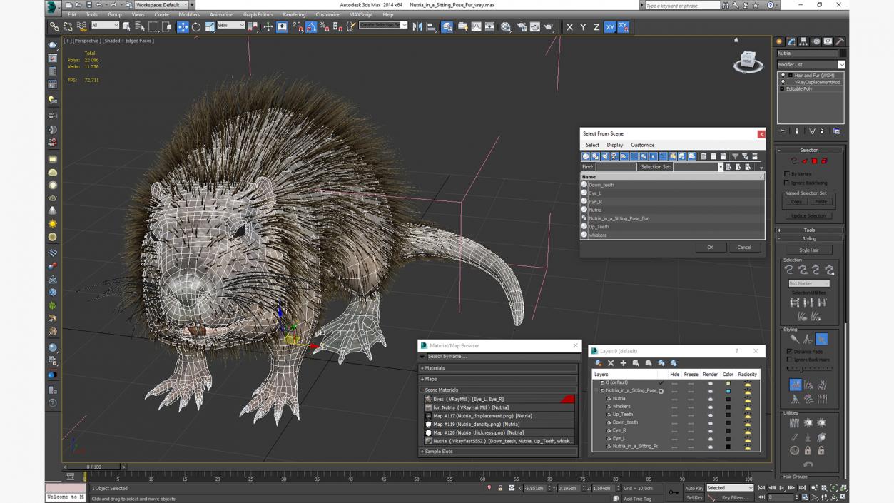 3D Nutria in a Sitting Pose Fur model