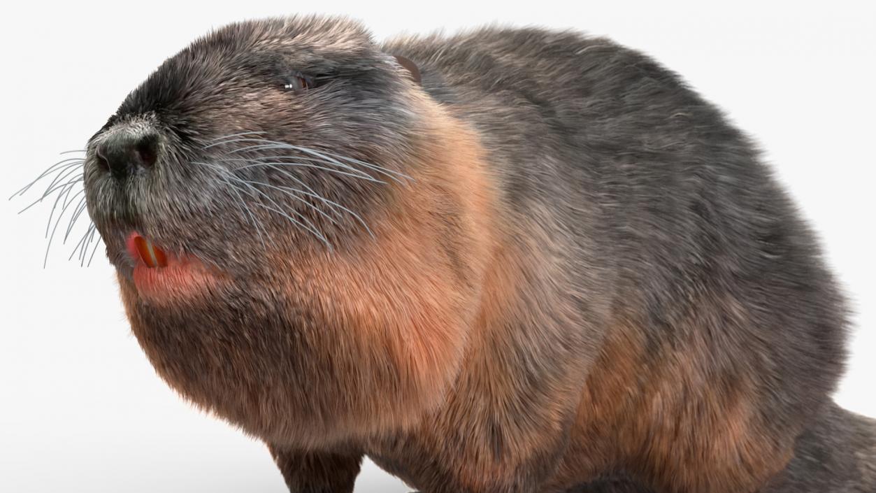 3D Nutria in a Sitting Pose Fur model