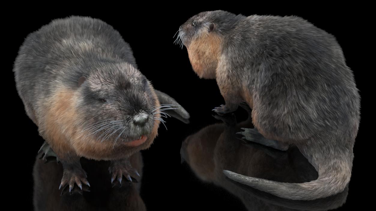 3D Nutria in a Sitting Pose Fur model