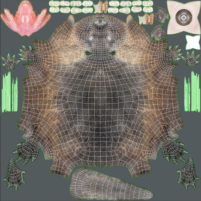 3D Nutria in a Sitting Pose Fur model