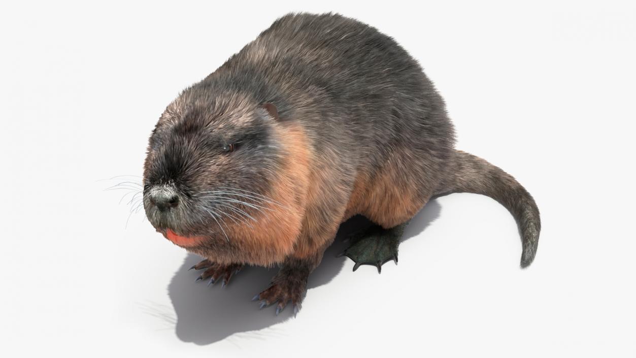 3D Nutria in a Sitting Pose Fur model