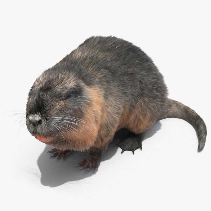 3D Nutria in a Sitting Pose Fur model