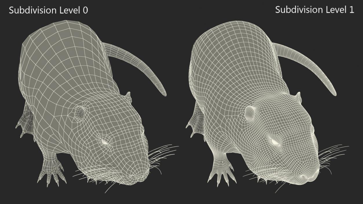 3D Nutria in a Sitting Pose Fur model