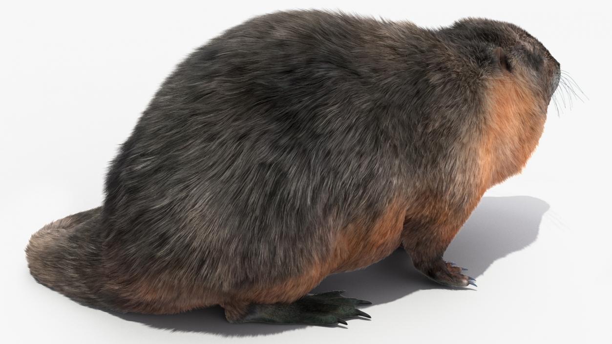 3D Nutria in a Sitting Pose Fur model