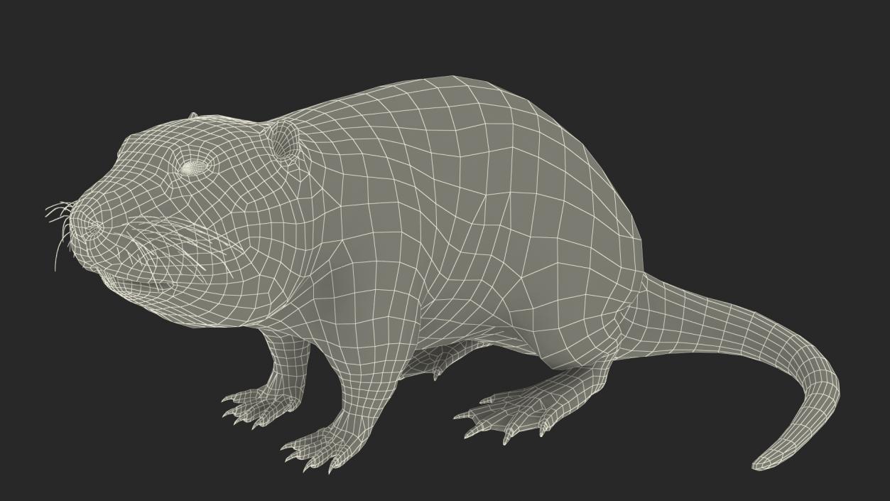 3D Nutria in a Sitting Pose Fur model