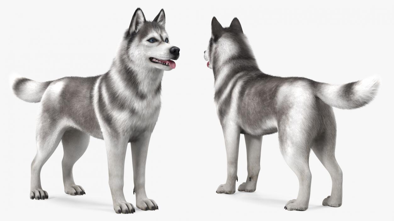 Dogs Rigged Collection 3 3D model