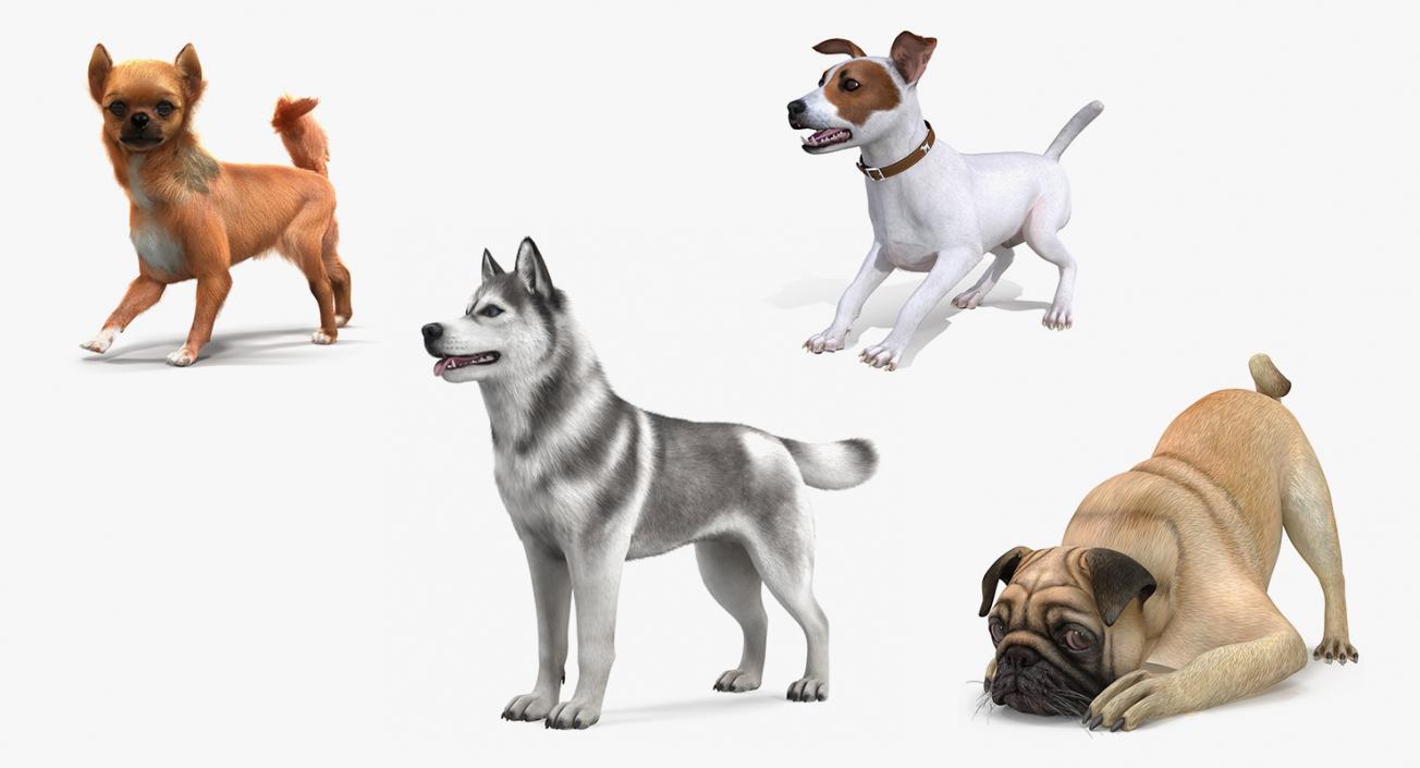 Dogs Rigged Collection 3 3D model