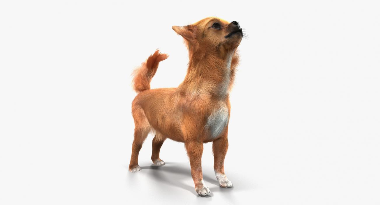 Dogs Rigged Collection 3 3D model