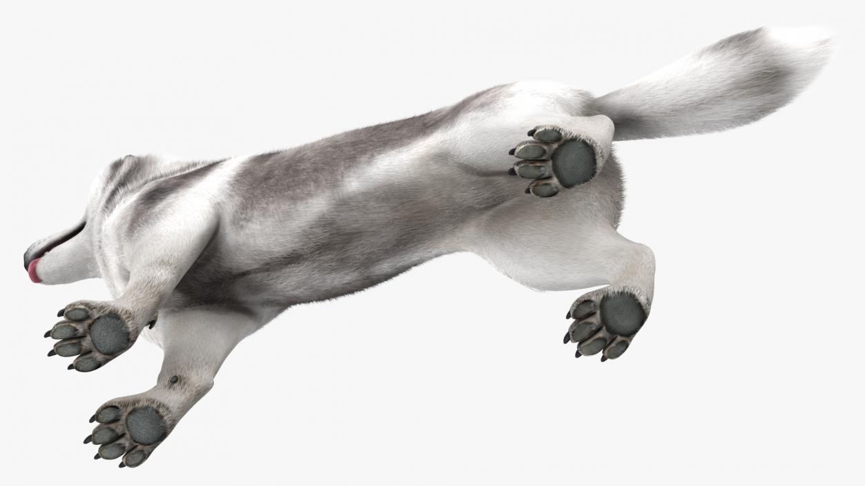 Dogs Rigged Collection 3 3D model