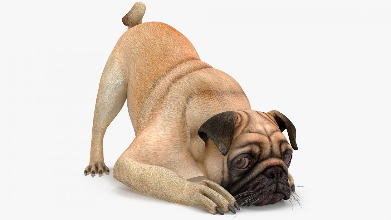 Dogs Rigged Collection 3 3D model