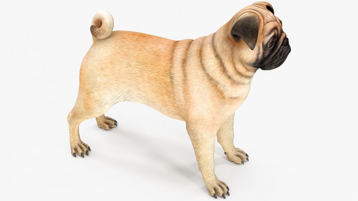 Dogs Rigged Collection 3 3D model