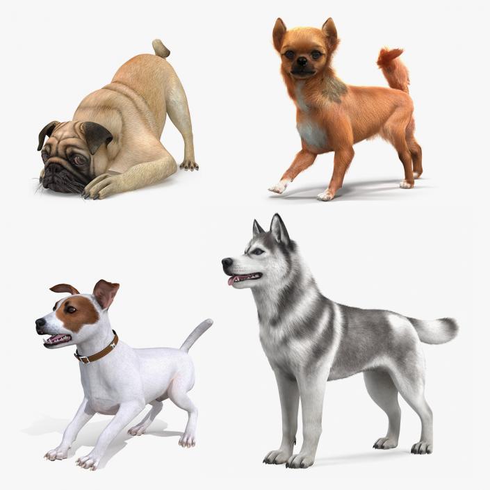 Dogs Rigged Collection 3 3D model