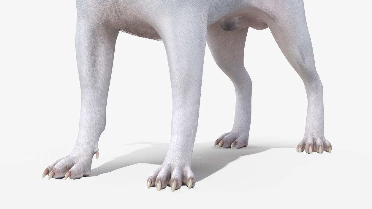 Dogs Rigged Collection 3 3D model