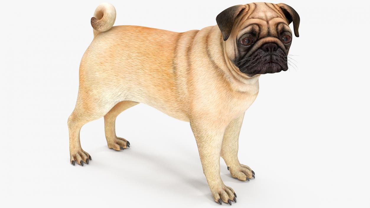 Dogs Rigged Collection 3 3D model