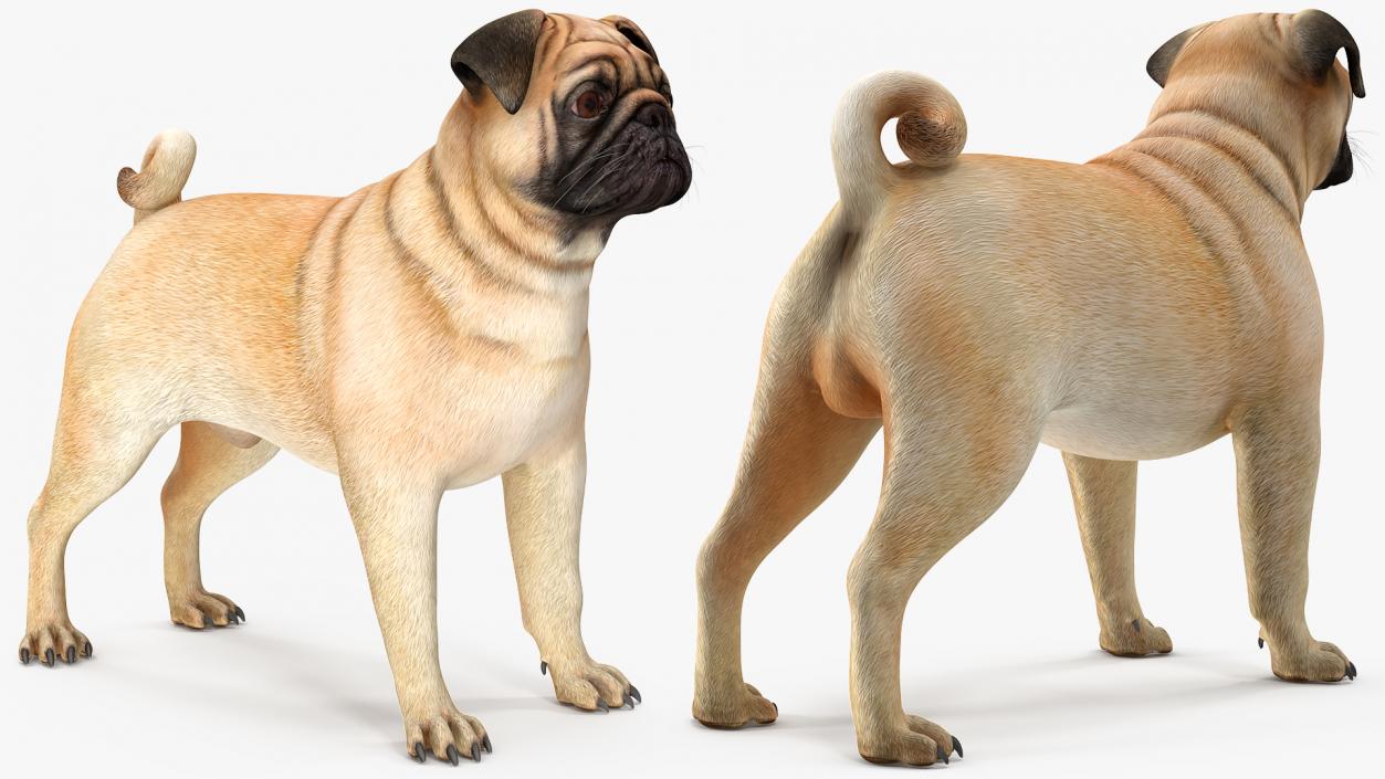 Dogs Rigged Collection 3 3D model