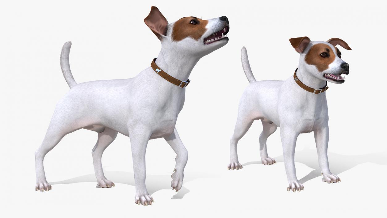 Dogs Rigged Collection 3 3D model