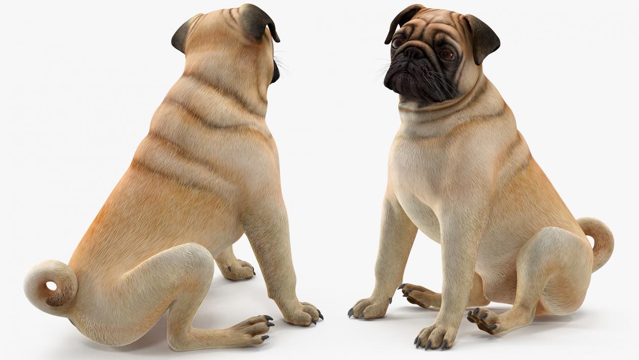 Dogs Rigged Collection 3 3D model