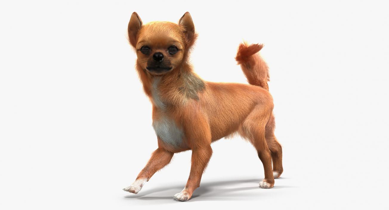 Dogs Rigged Collection 3 3D model