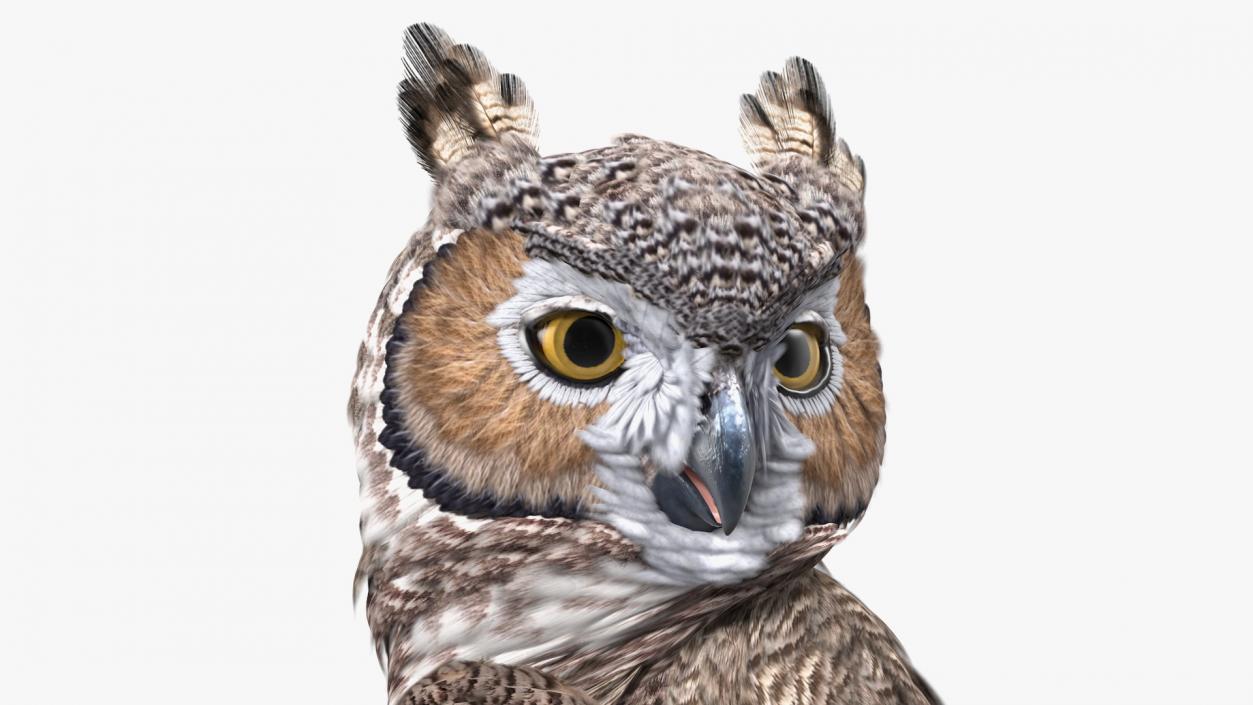 3D model Owls Collection