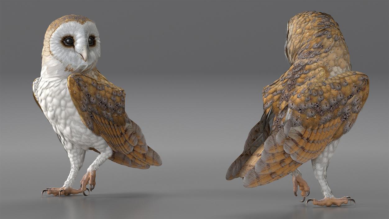 3D model Owls Collection