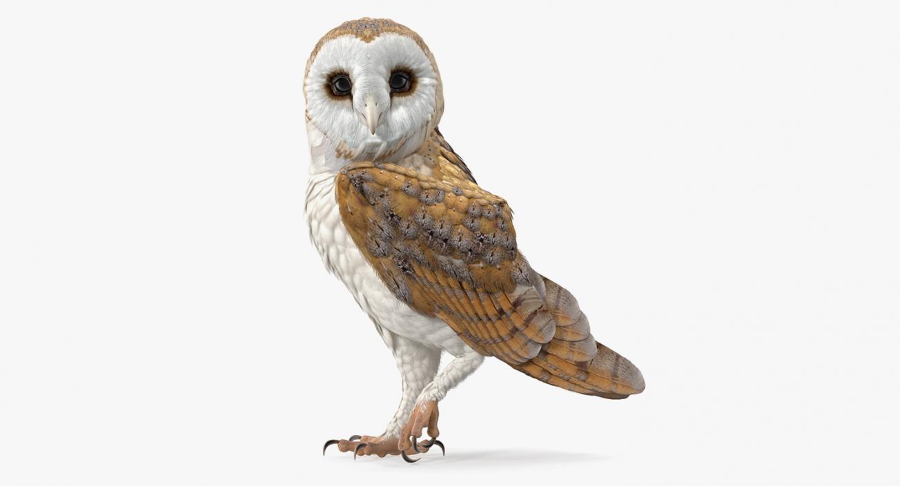 3D model Owls Collection