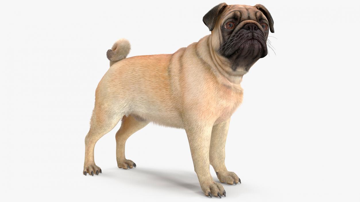 3D Pug Dog Fur