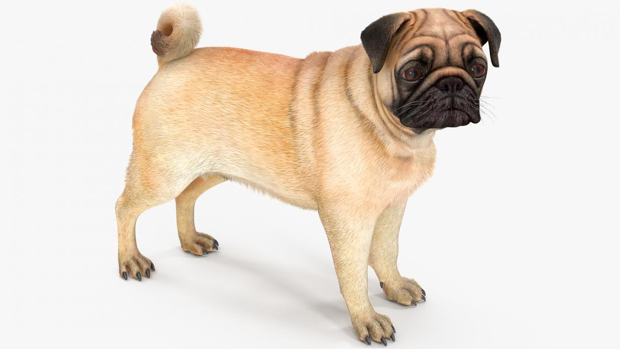 3D Pug Dog Fur