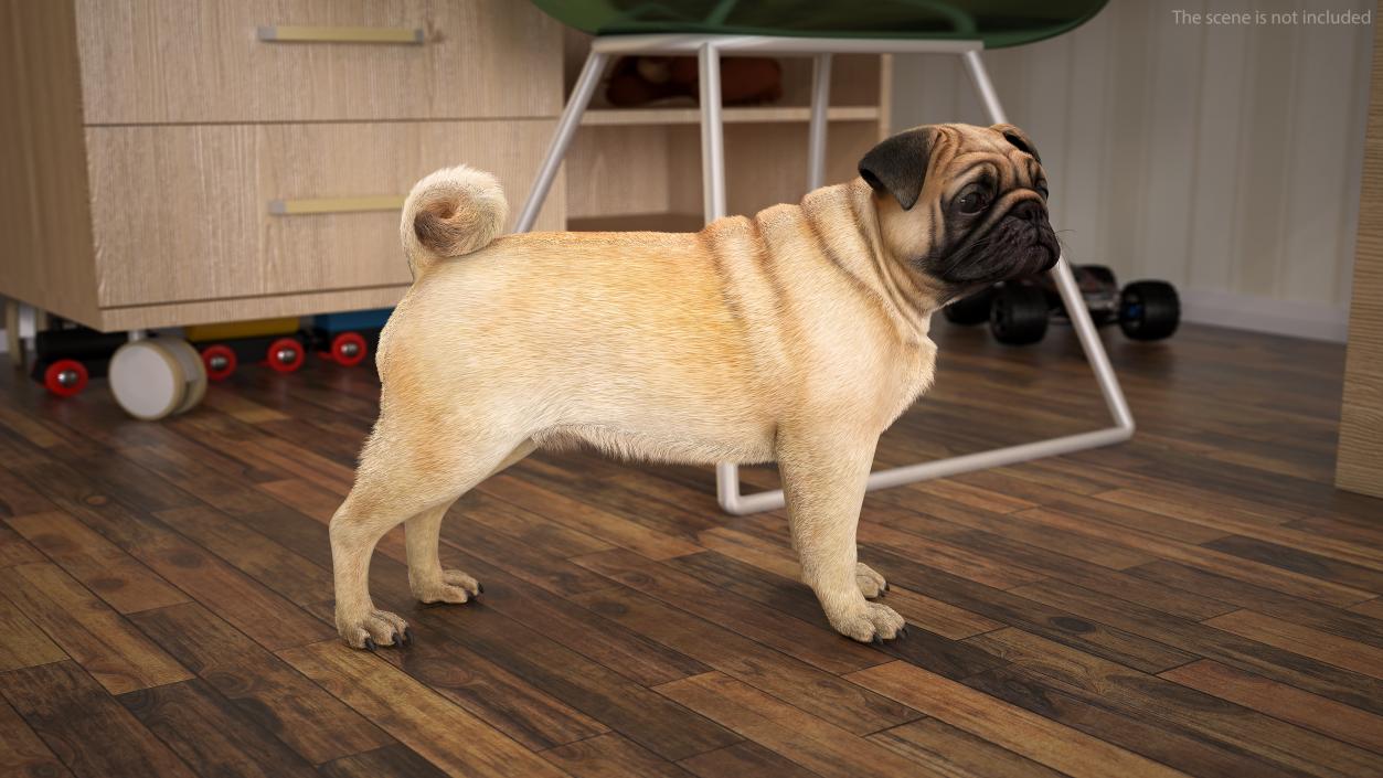 3D Pug Dog Fur