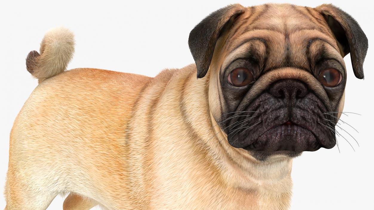 3D Pug Dog Fur