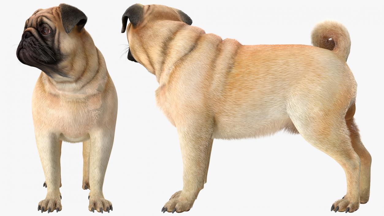 3D Pug Dog Fur