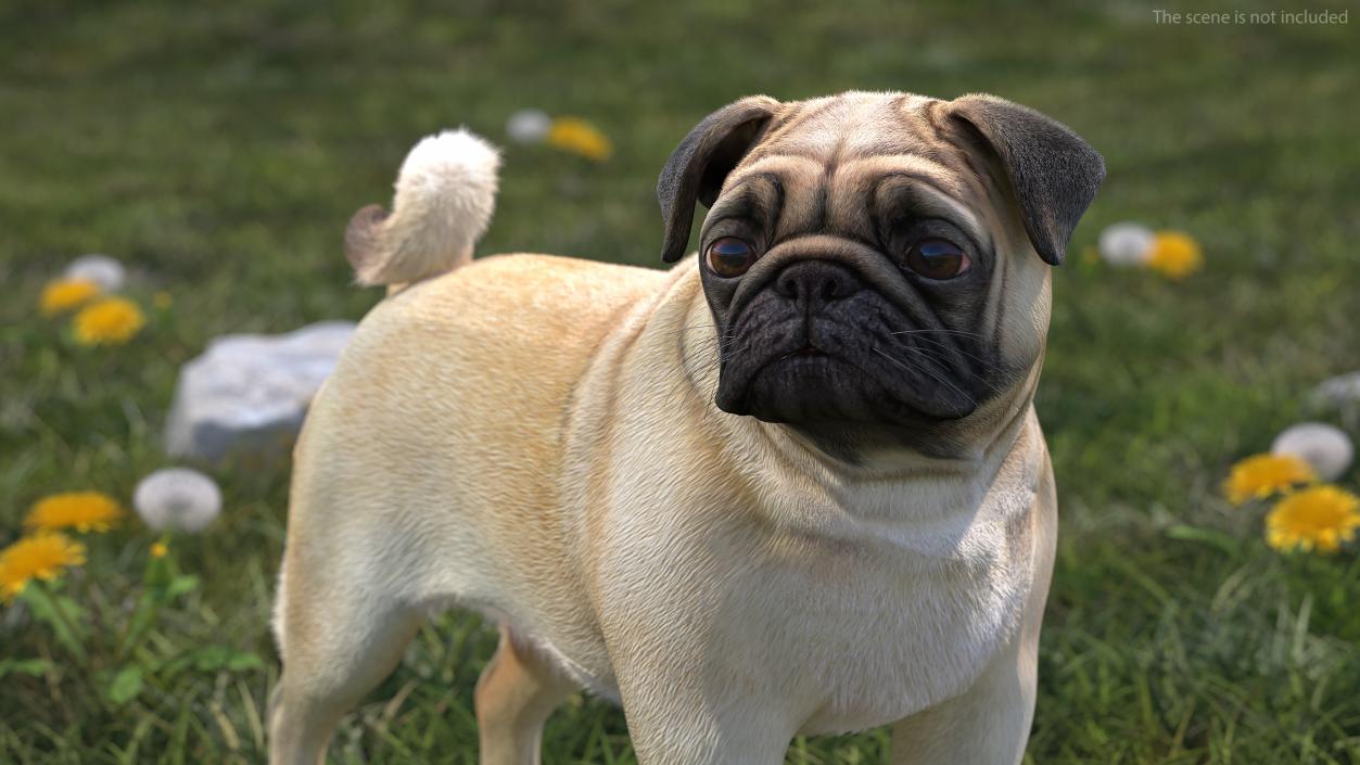 3D Pug Dog Fur