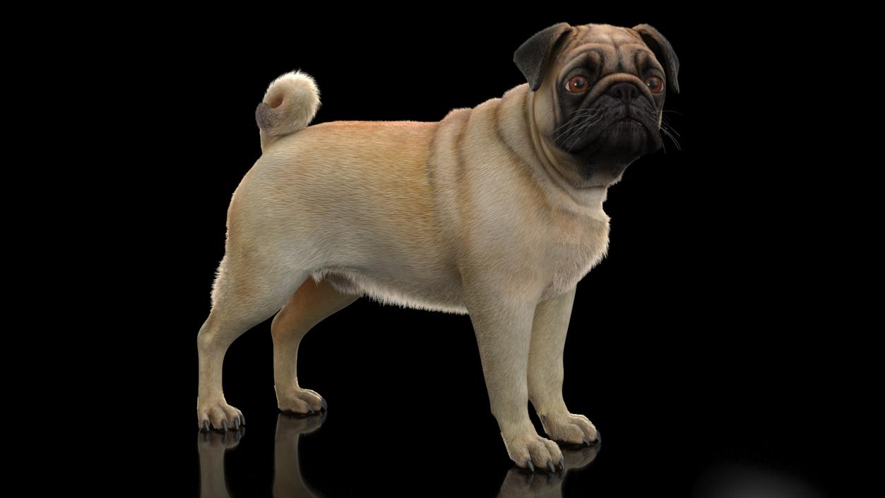 3D Pug Dog Fur