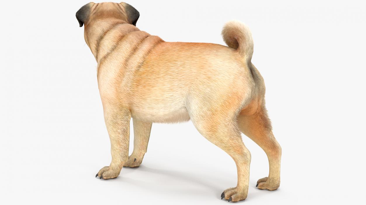 3D Pug Dog Fur