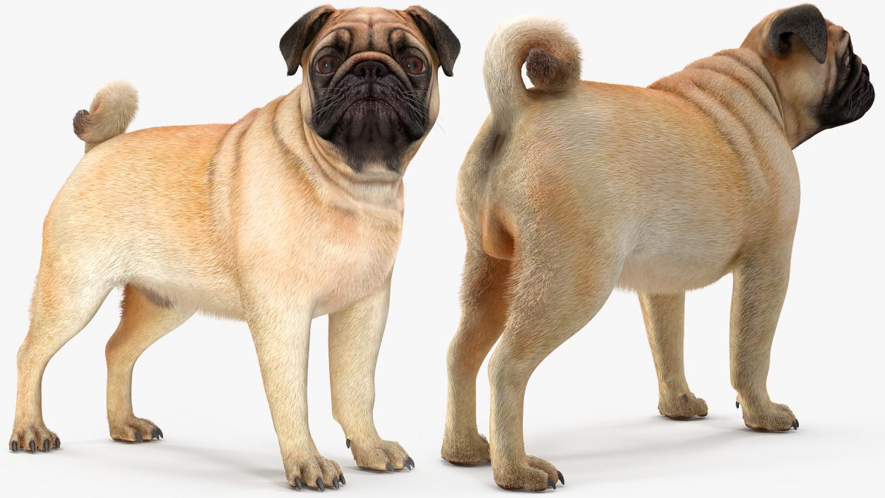 3D Pug Dog Fur