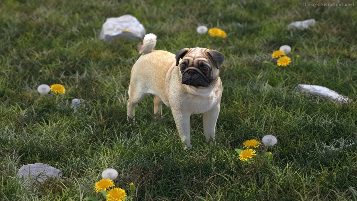 3D Pug Dog Fur